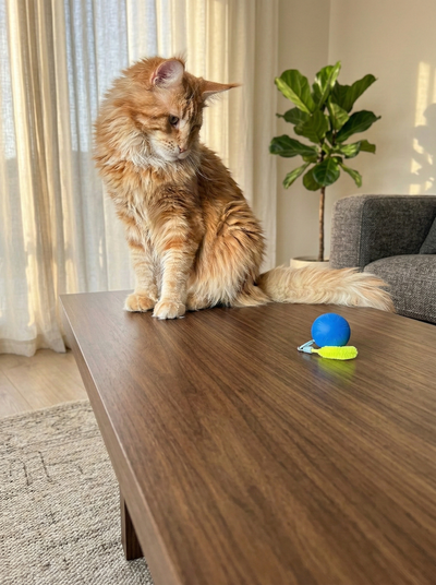 Minge interactiva pisici smart cu sunet de pasare si coada reincarcabila USB UrbanCat